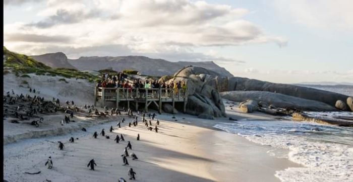 Boulders Beach closed after reaching maximum capacity