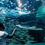 Two Oceans Aquarium Education Foundation offers Marine Sciences course to high schoolers