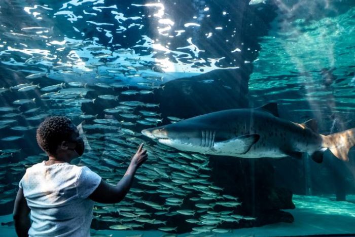Two Oceans Aquarium Education Foundation offers Marine Sciences course to high schoolers
