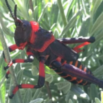 Residents of the Helderberg area have been warned to be on the lookout for increasing numbers of red locusts. 