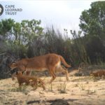 Family of caracals spotted in Piketberg