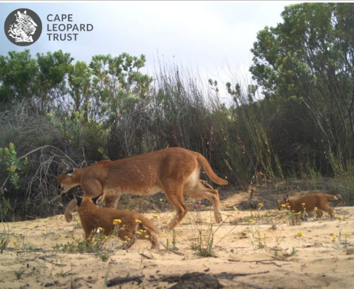 Family of caracals spotted in Piketberg