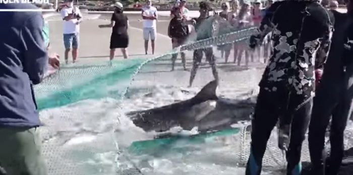 Shark gets caught in trek net on Fish Hoek Beach