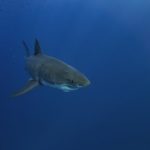 Shark Spotters urges public to remain cautious amid increased sightings