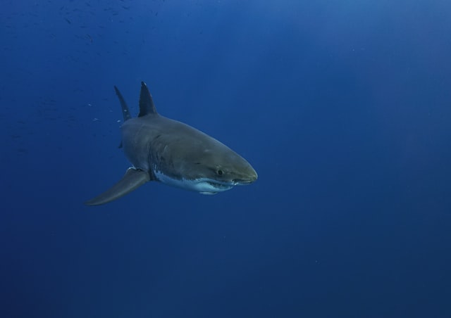 Shark Spotters urges public to remain cautious amid increased sightings