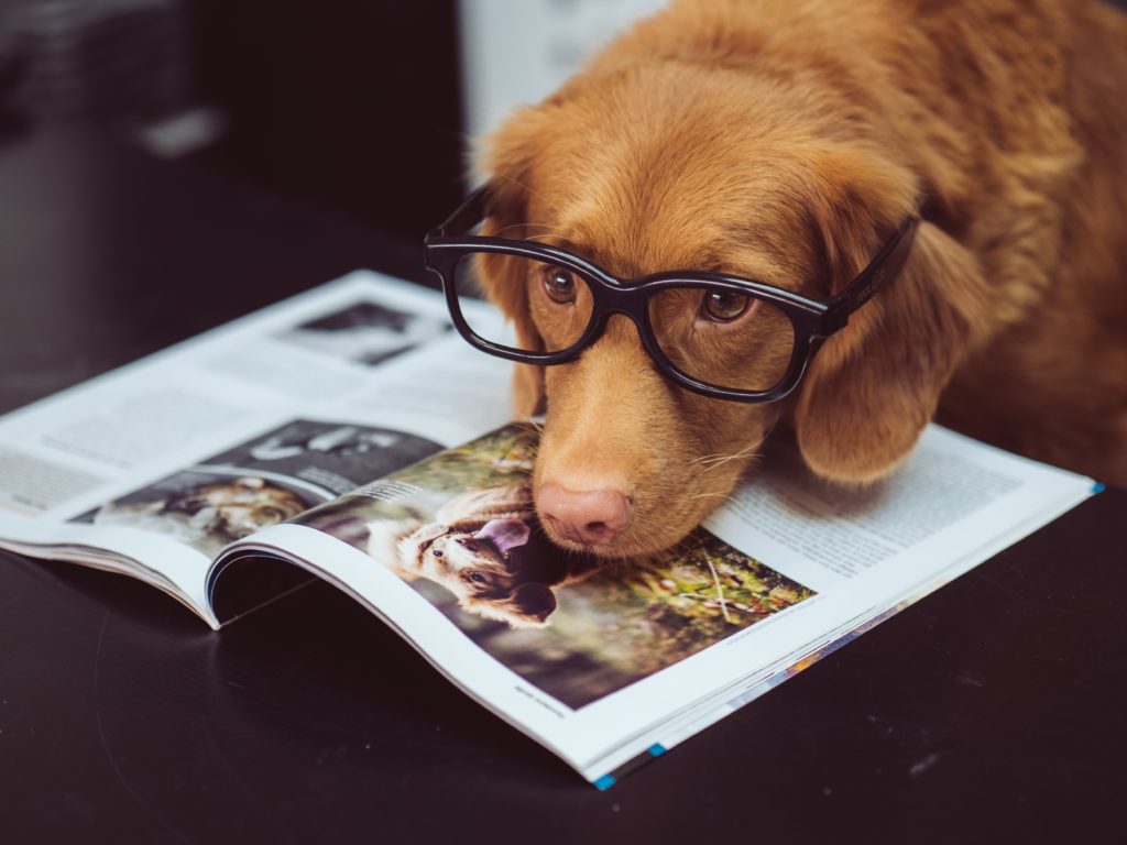 Dogs don't understand everything you are saying, study finds