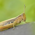 Locust outbreak confirmed in Western Cape, Northern Cape and Free State