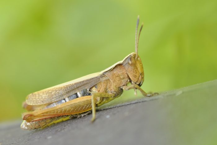 Locust outbreak confirmed in Western Cape, Northern Cape and Free State