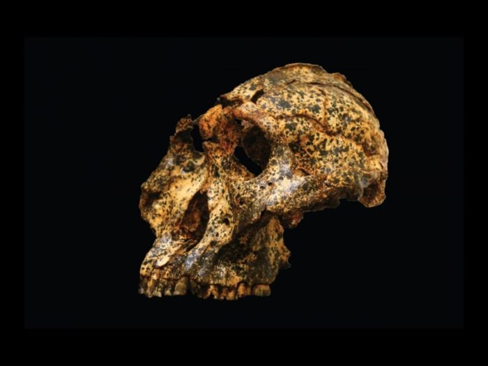 Fossil skull discovered in South Africa shines light on human evolution