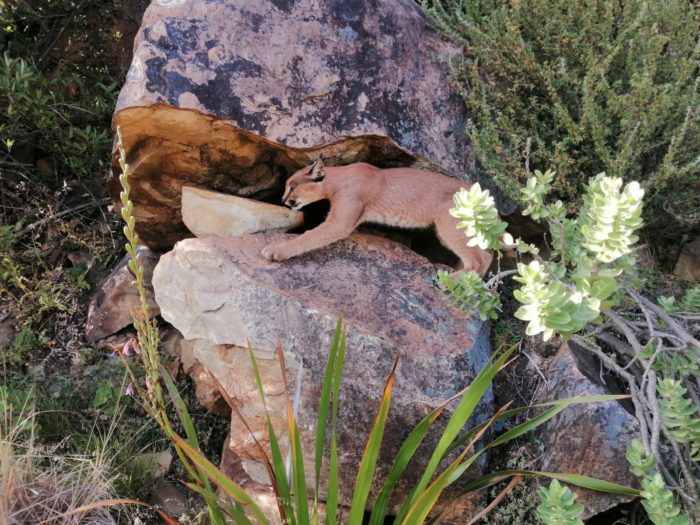 Cape Town's favourite caracal spotted by SANParks biologist