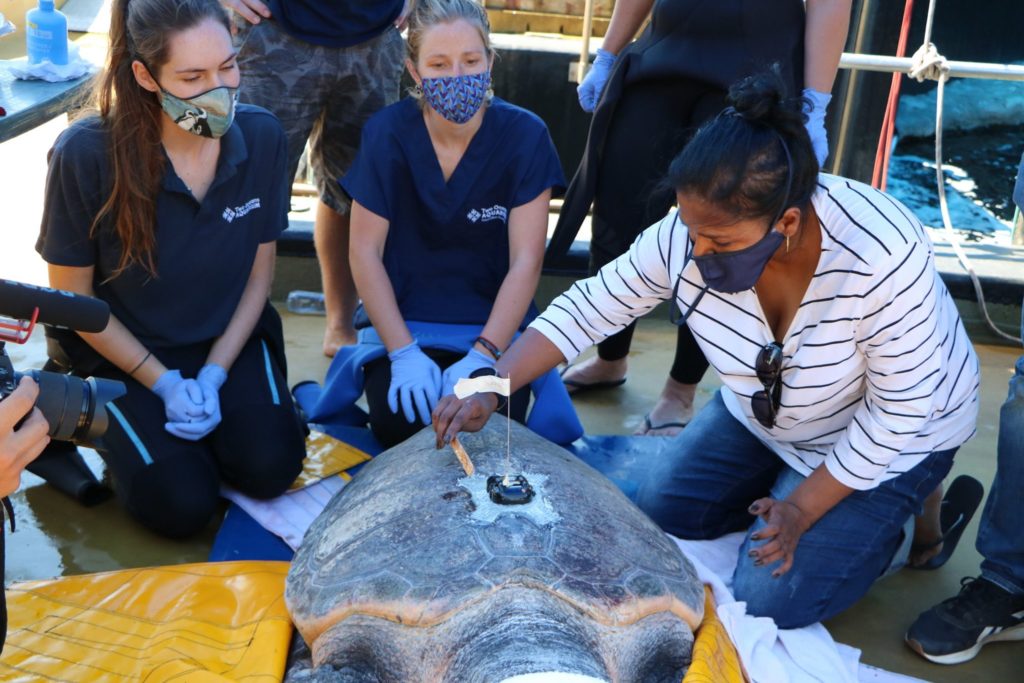 Two Oceans Aquarium release 23 sea turtles back into ocean