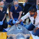 Two Oceans Aquarium release 23 sea turtles back into ocean