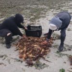 Crayfish run out of the sea at Elands Bay due to red tide