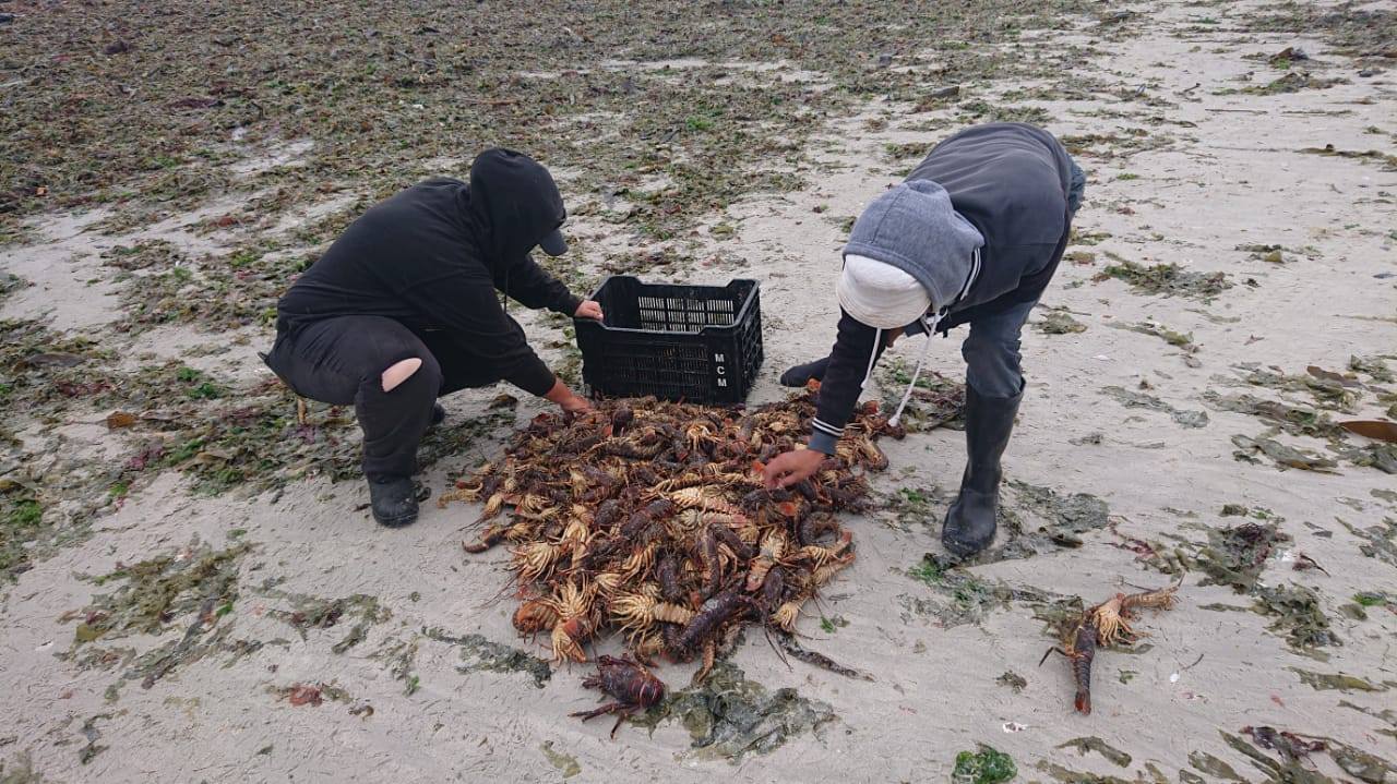 Crayfish run out of the sea at Elands Bay due to red tide