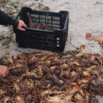 Public urged not to consume contaminated seafood as red tide continues to spread