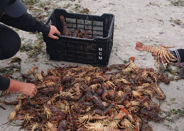 Public urged not to consume contaminated seafood as red tide continues to spread