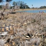 Angulate tortoise released into wild after severe injury, other still recovering