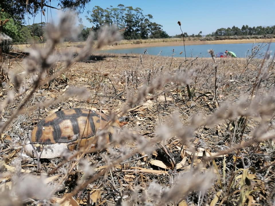 Angulate tortoise released into wild after severe injury, other still recovering