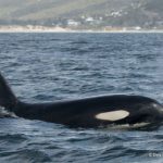 SA scores its first-ever acoustic recording of a killer whale