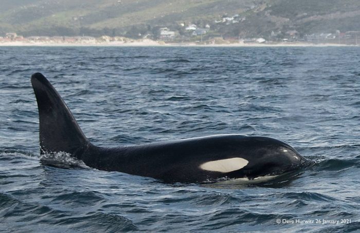 SA scores its first-ever acoustic recording of a killer whale