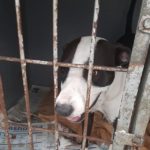 SPCA confiscates dog used to attack others in Atlantis