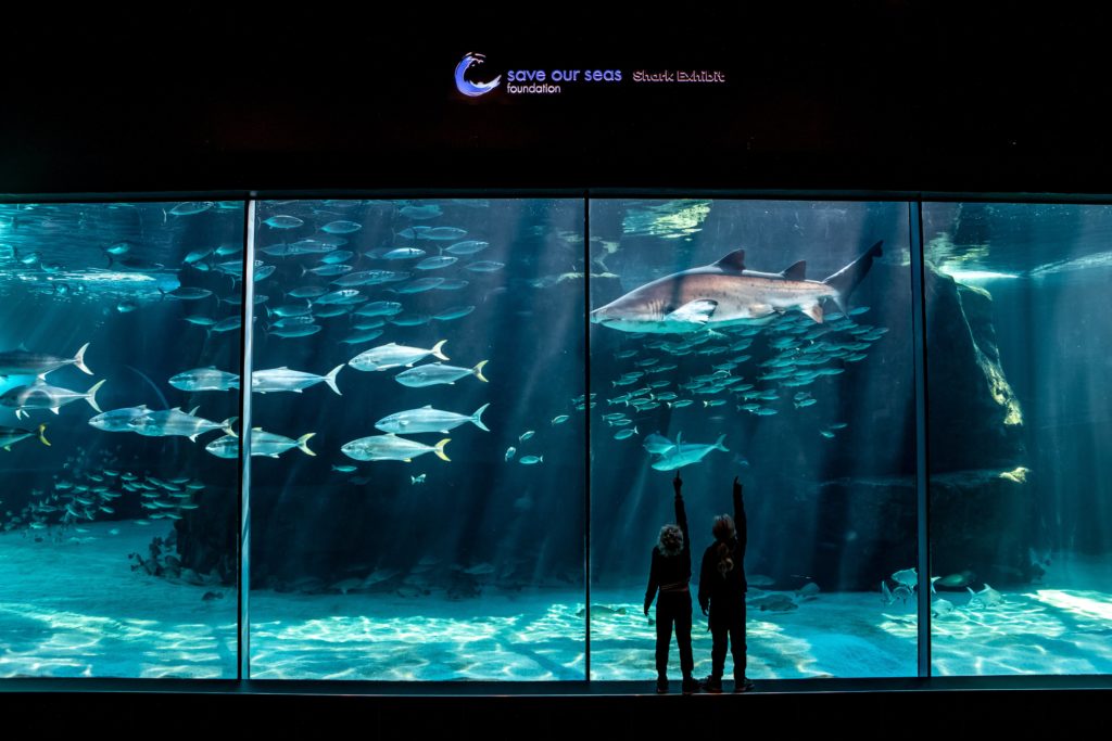 Two Oceans Aquarium offers discounted rates after 3pm