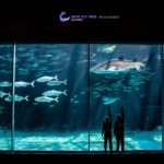 Two Oceans Aquarium offers discounted rates after 3pm