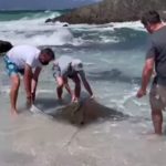 Manta ray washes up on Cape shores