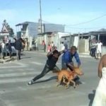 Two men face charges for publicly stabbing dog to death in Khayelitsha