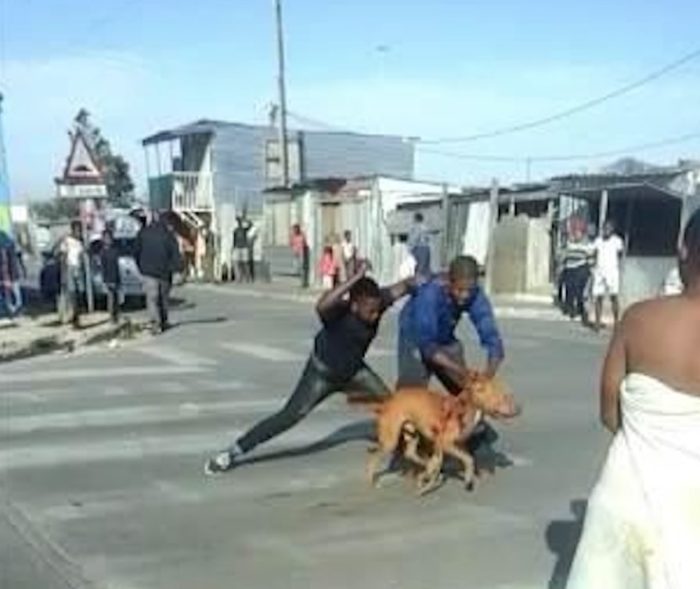 Two men face charges for publicly stabbing dog to death in Khayelitsha