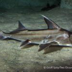 Have you seen these sharks in Cape waters?