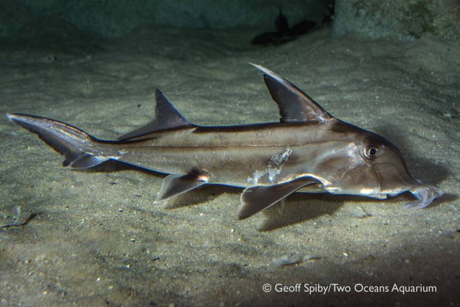 Have you seen these sharks in Cape waters?