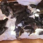 Cape Cormorant chicks rescued from Robben Island