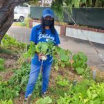 Verge gardens feed the community