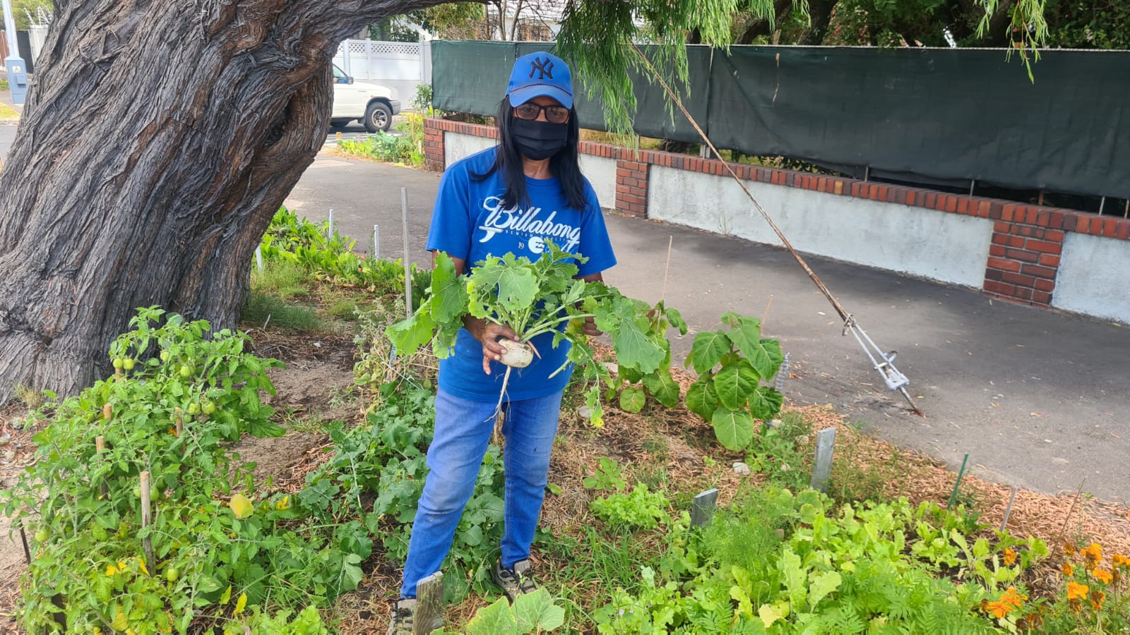 Verge gardens feed the community