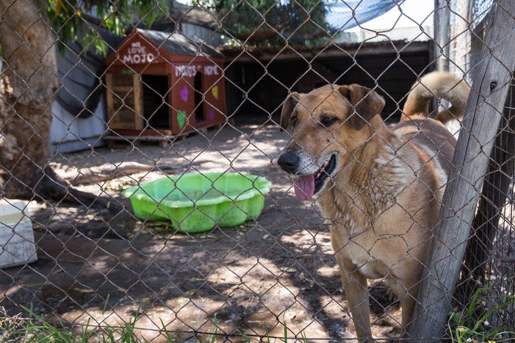 Adopt a Pet shelter in Philippi to close after 17 years