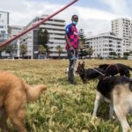 Dog walker “finds joy” with furry pets amid lockdown blues