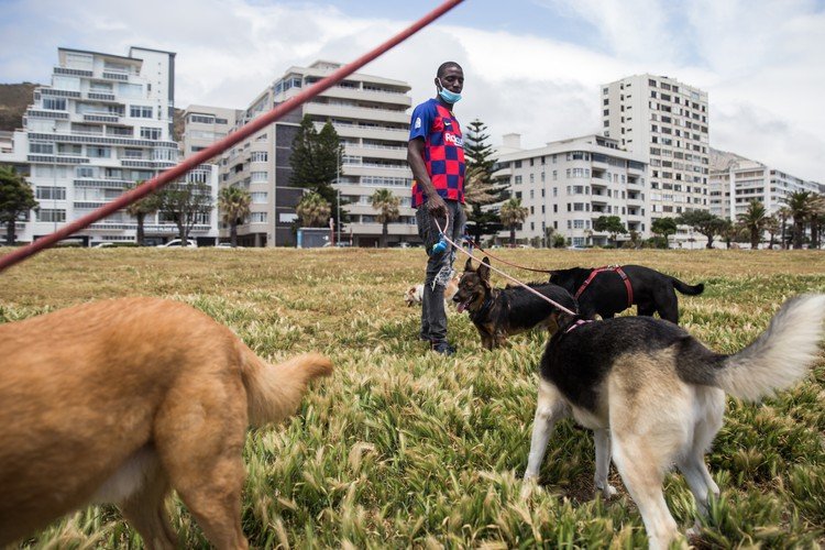 Dog walker “finds joy” with furry pets amid lockdown blues