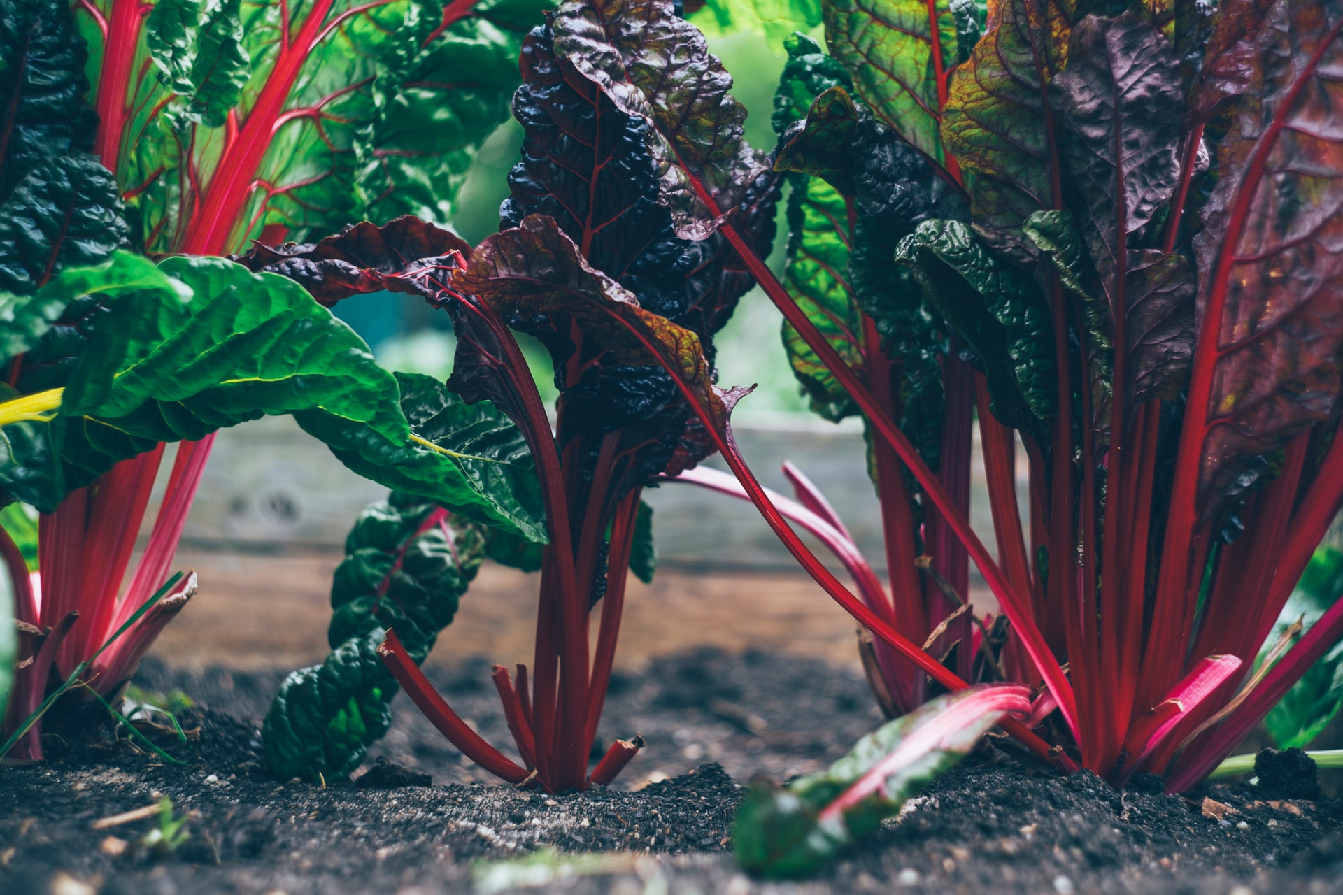 City launches Food Gardens Project to help feed citizens