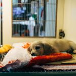 Pet abandonment skyrockets after festive season