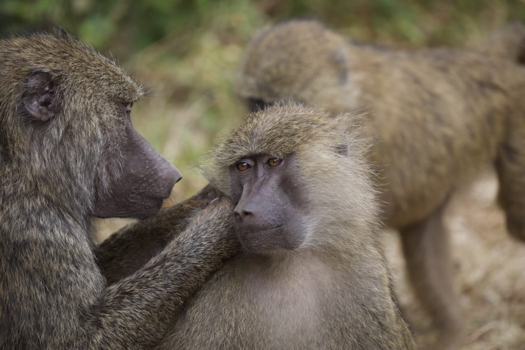 Baboon killed with pellet gun