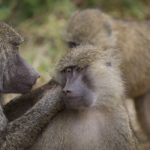 Baboon killed with pellet gun