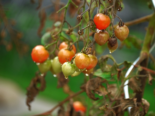 Creating your own pavement garden: Learn how to seed