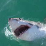 Gansbaai's favourite Great white shark, Mini Nemo, fitted with an acoustic tag