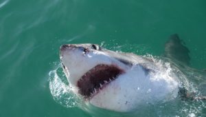 Gansbaai's favourite Great white shark, Mini Nemo, fitted with an acoustic tag