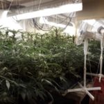 Noordhoek hydroponic marijuana lab busted