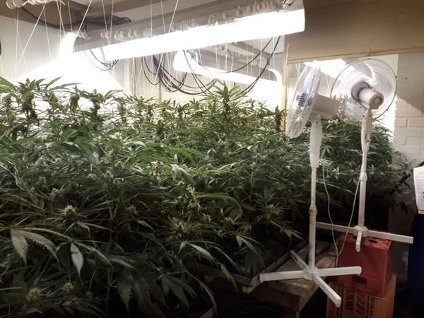 Noordhoek hydroponic marijuana lab busted