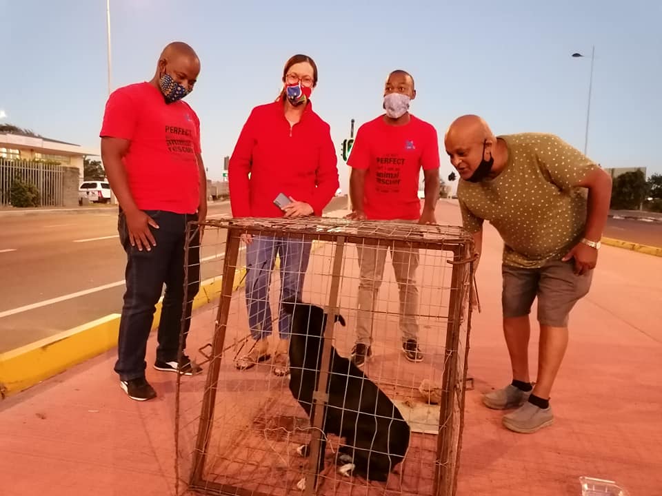 Pregnant dog in Ottery rescued thanks to good Samaritans