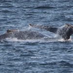 Humpbacks spotted having a whale of a time in Glencairn