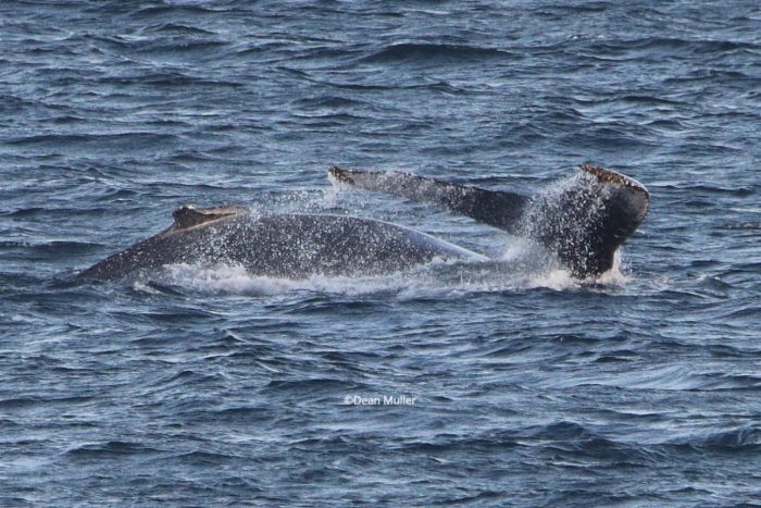 Humpbacks spotted having a whale of a time in Glencairn